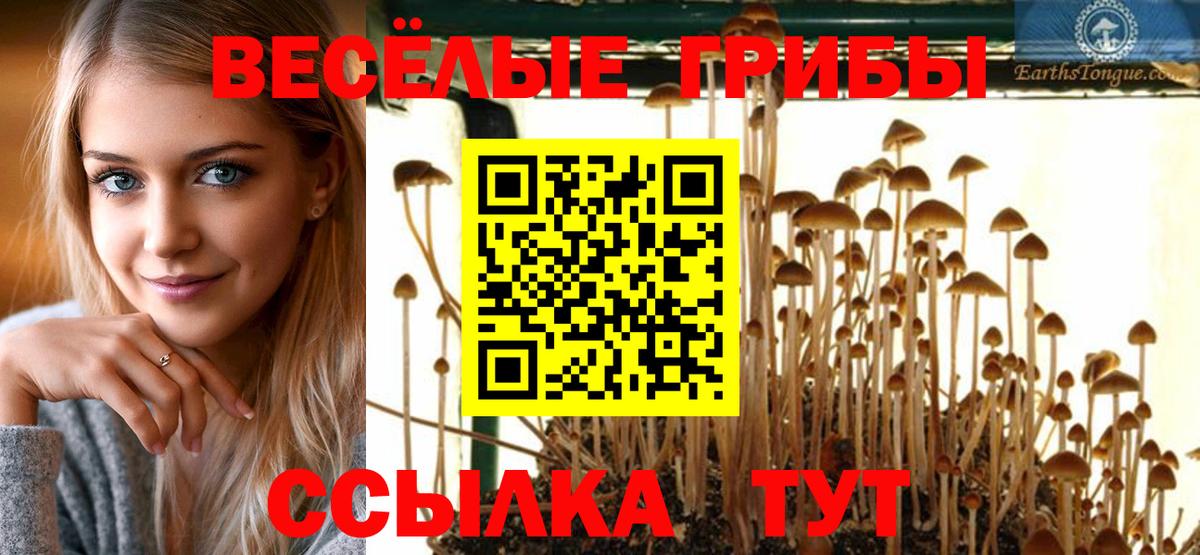 Камышин  Псилоцибиновые грибы Magic Shrooms  Вход с VPN 